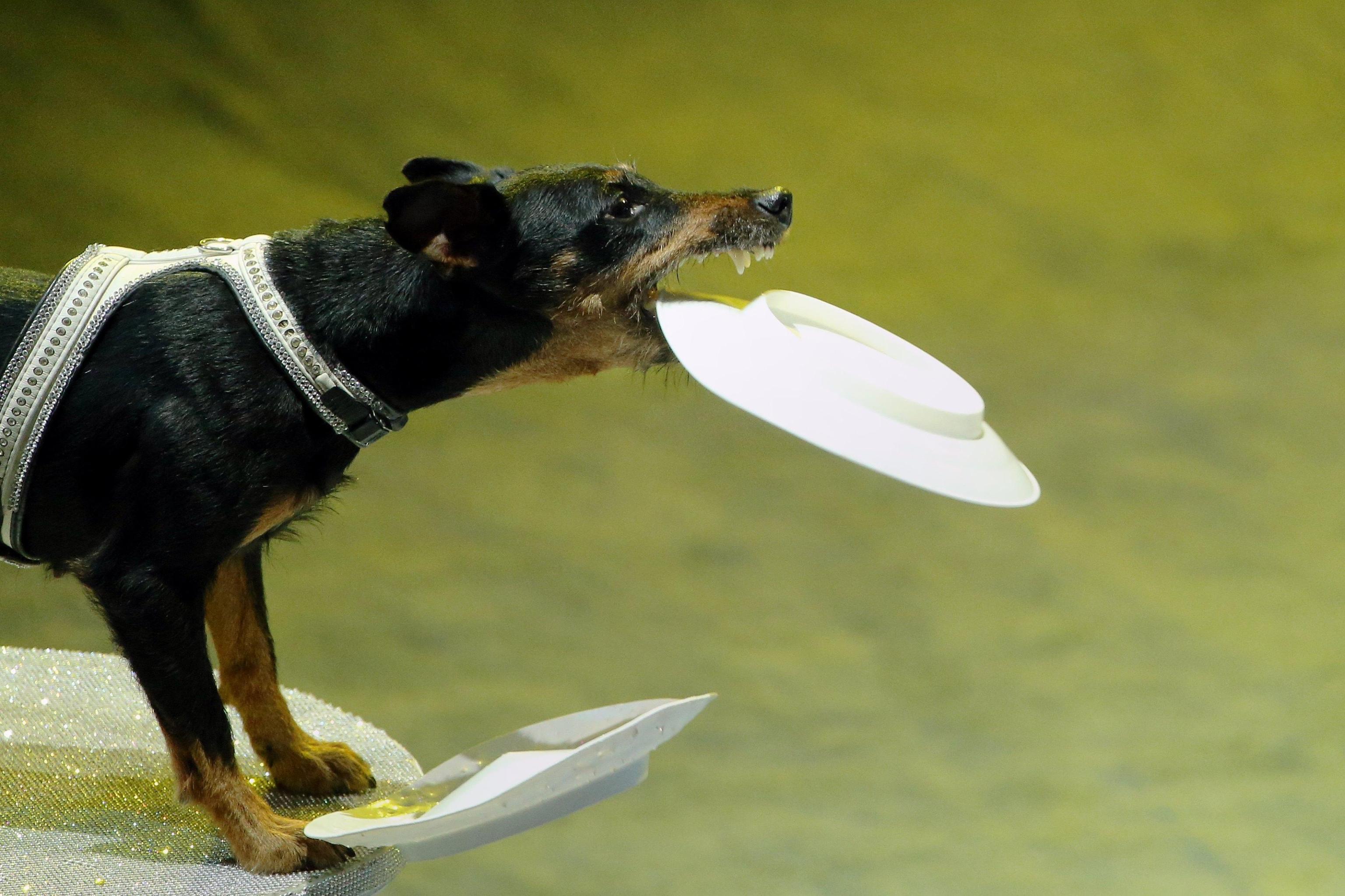 Cani in azione all'International Circus Art Festival di Minsk Cani in azione all'International Circus Art Festival di Minsk