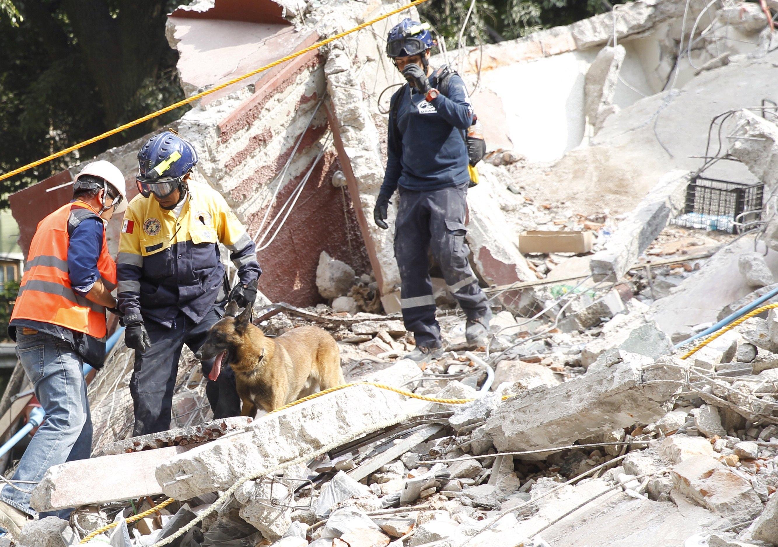 I soccorritori cercano eventuali sopravvissuti, anche con l'aiuto dei cani