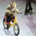 Macaco in bici all'International Circus Art Festival di Minsk