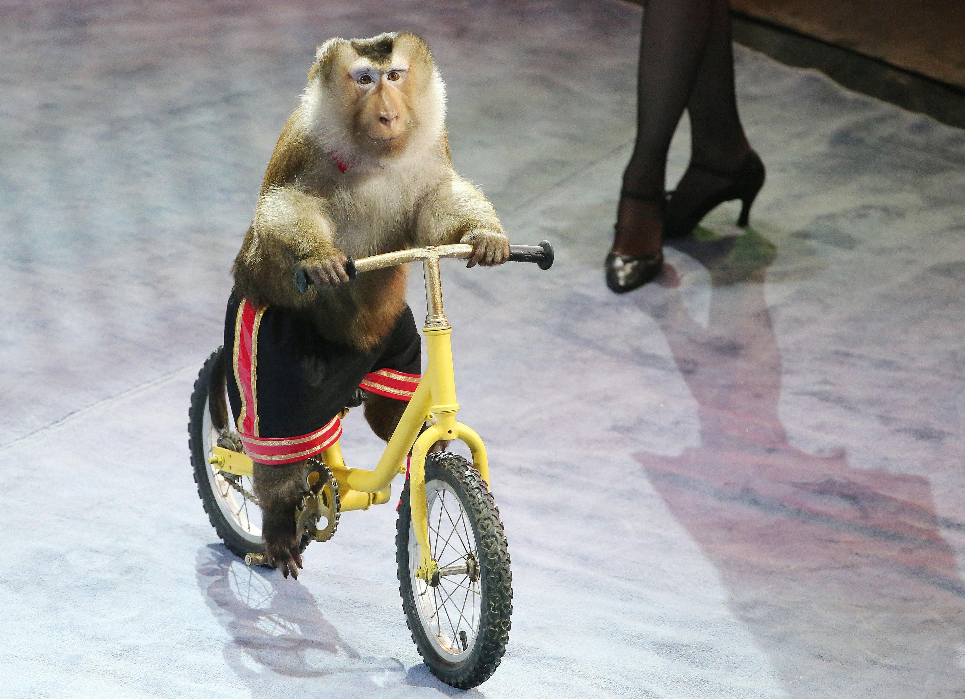 Macaco in bici all'International Circus Art Festival di Minsk