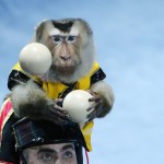 Macaco giocoliere all'International Circus Art Festival di Minsk Macaco giocoliere all'International Circus Art Festival di Minsk