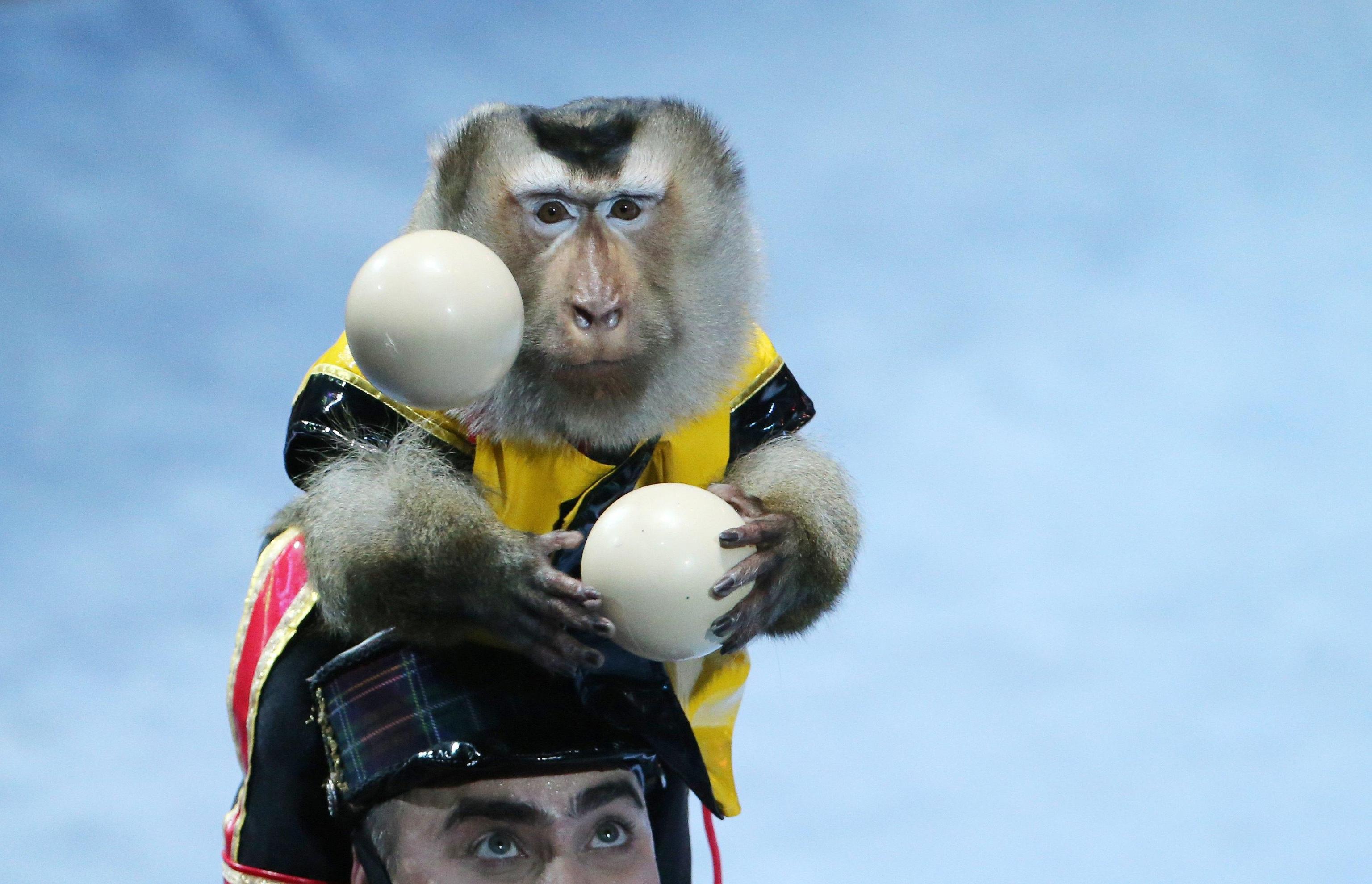 Macaco giocoliere all'International Circus Art Festival di Minsk Macaco giocoliere all'International Circus Art Festival di Minsk