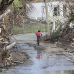 Gli alberi abbattuti dal passaggio di Maria nelle isole