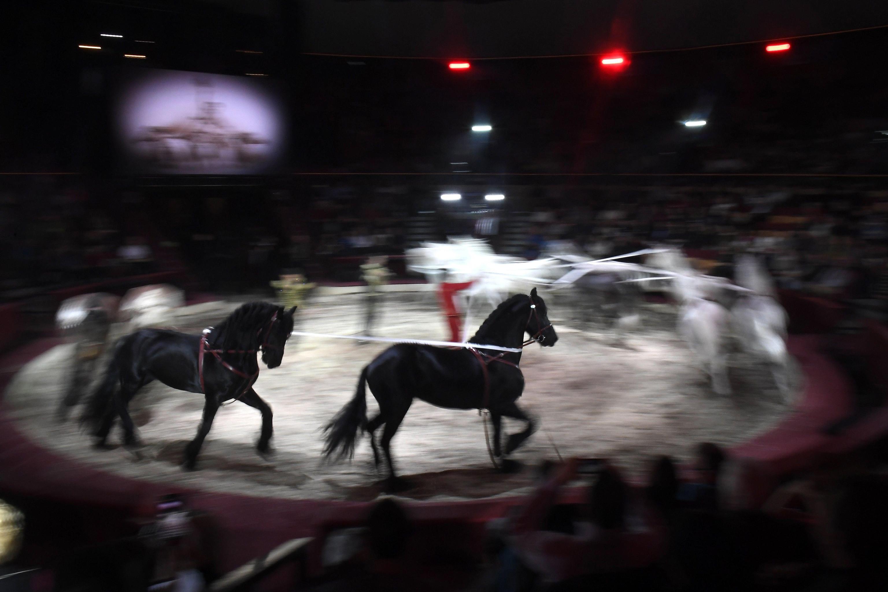 La coppia di artisti formata da Florian e Kevin Richter si esibisce con i cavalli durante l'apertura dello spettacolo a Budapest La coppia di artisti formata da Florian e Kevin Richter si esibisce con i cavalli durante l'apertura dello spettacolo a Budapest