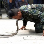 Un istruttore bacia sul capo un cobra