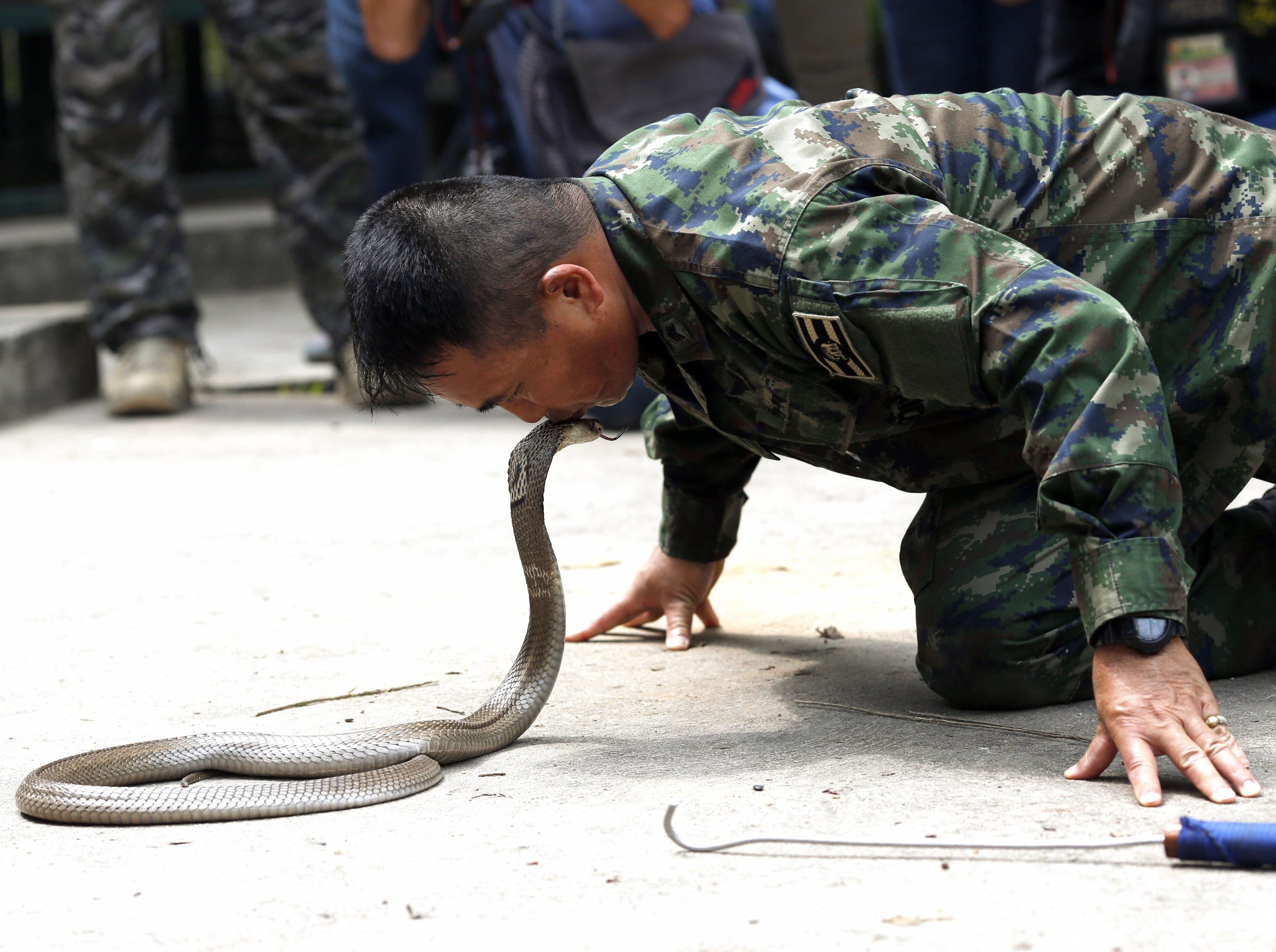 Un istruttore bacia sul capo un cobra