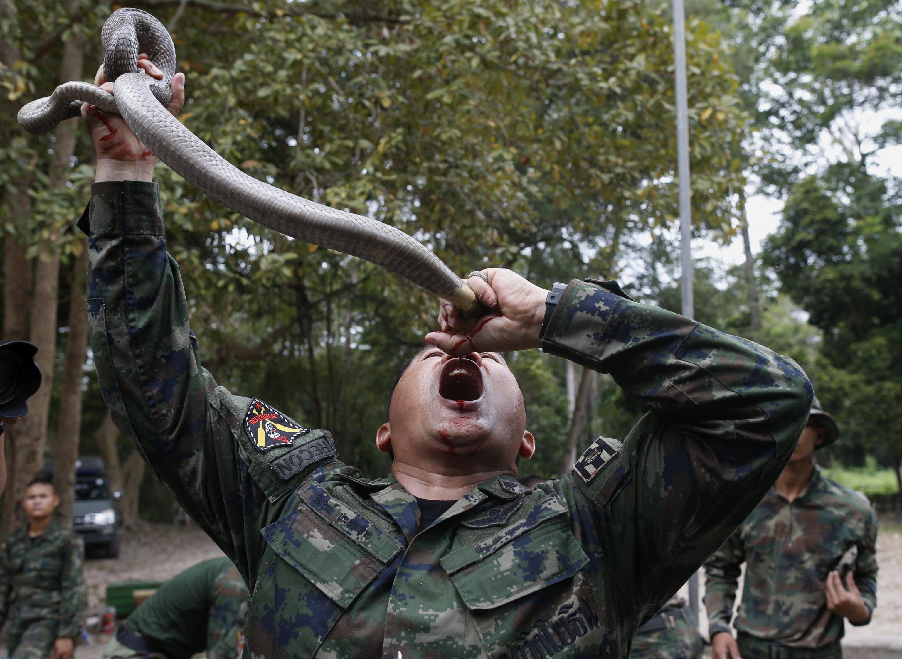 Istruttore thailandese mostra ai soldati come bere il sangue dei cobra