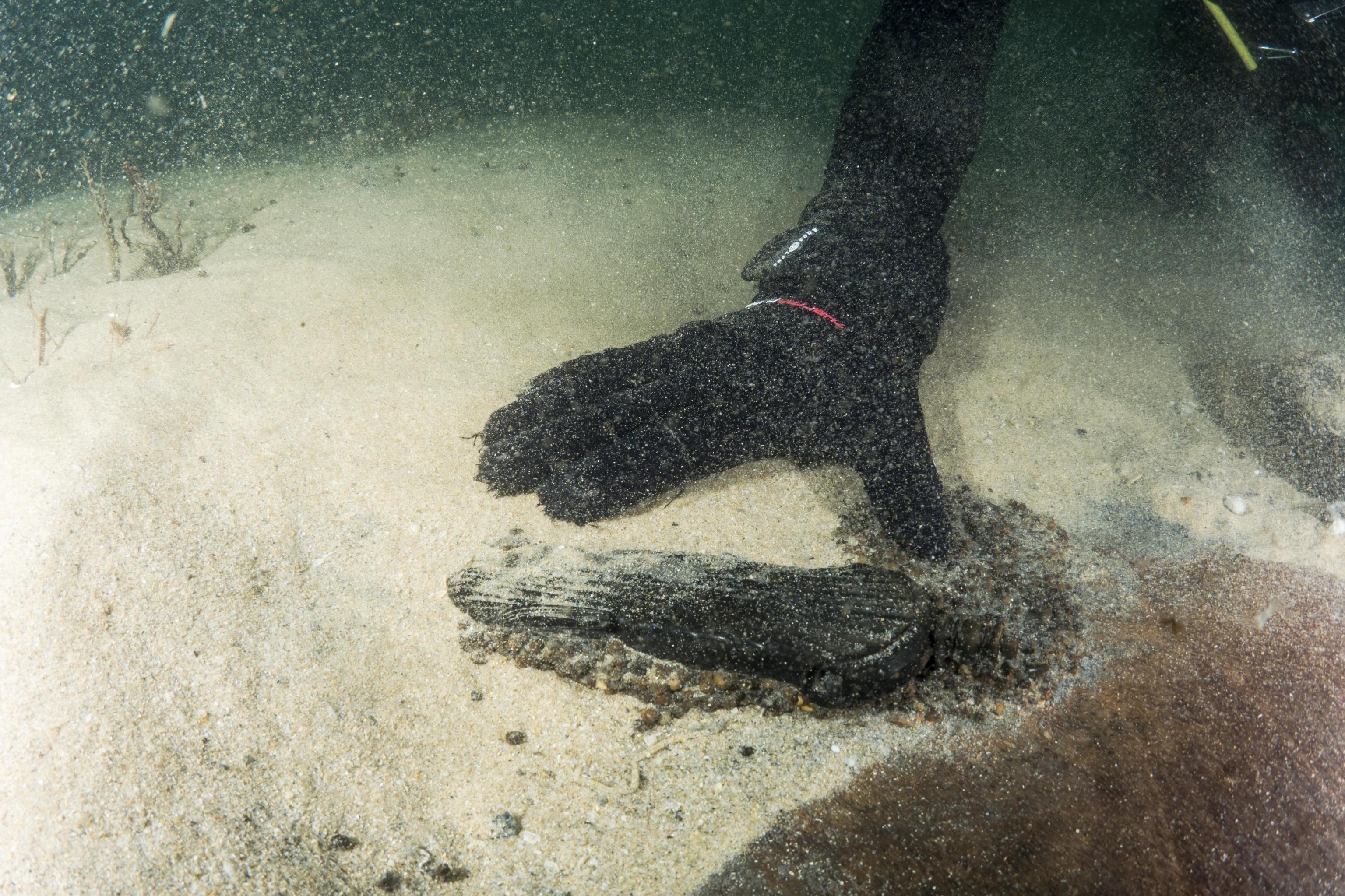 Un dettaglio del ritrovamento Un dettaglio del ritrovamento