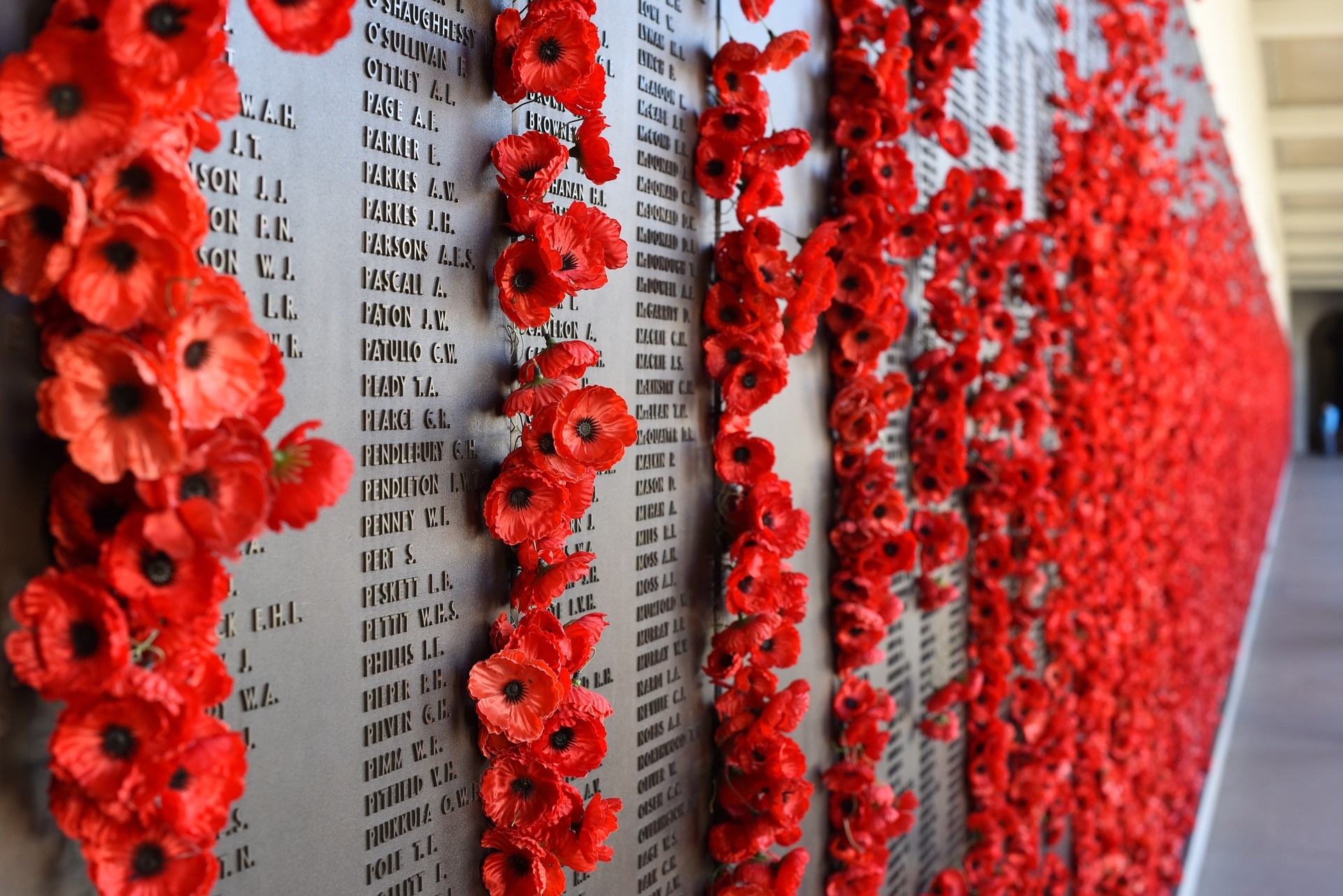 Inghilterra, papaveri sulle tombe dei caduti durante la prima guerra mondiale. Il Remembrance Day è giorno in cui nei paesi dell'Impero britannico, ora Commonwealth, si commemora la fine della Grande guerra.
