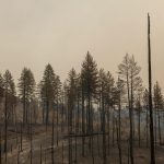 Alberi bruciati nell'area di Concow (contea di Butte, California)