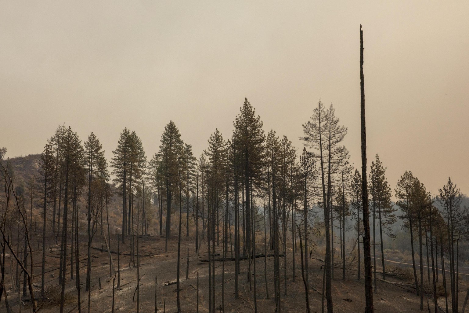 Alberi bruciati nell'area di Concow (contea di Butte, California)