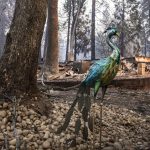 Un pavone di metallo che ha resistito alle fiamme che hanno distrutto Magalia (Contea di Butte, California)