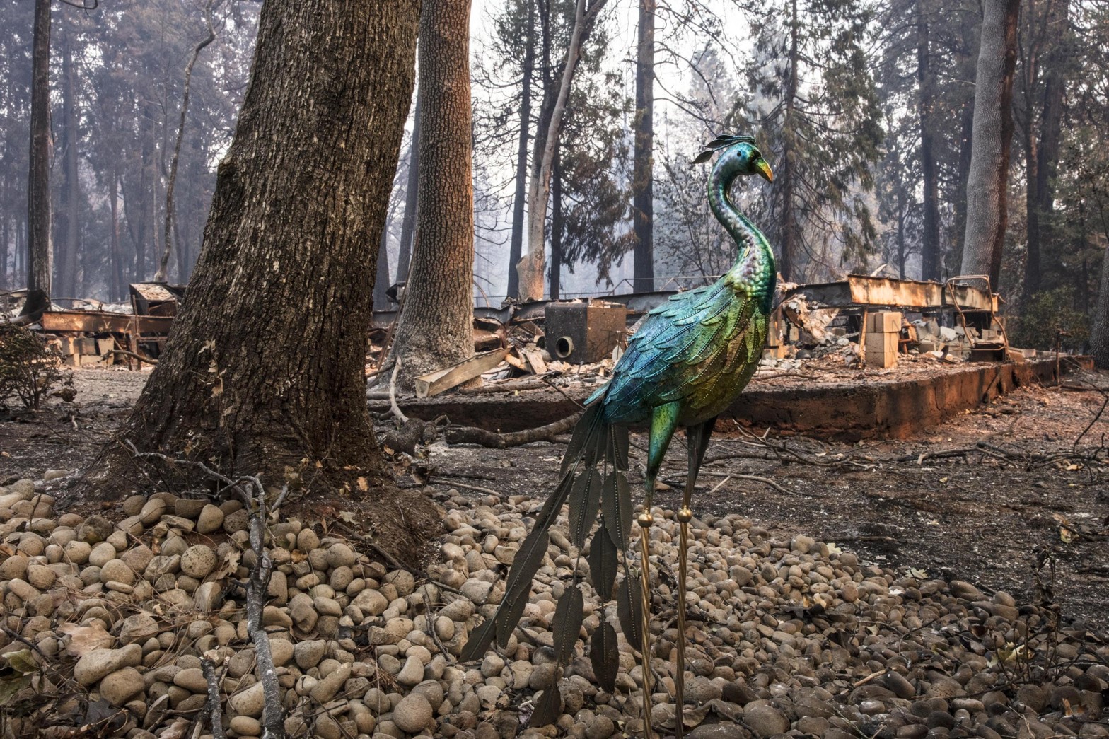 Un pavone di metallo che ha resistito alle fiamme che hanno distrutto Magalia (Contea di Butte, California)