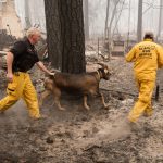 Il gruppo "Research and Rescue" mette al sicuro gli animali abbandonati dopo gli incendi (Contea di Butte, California)
