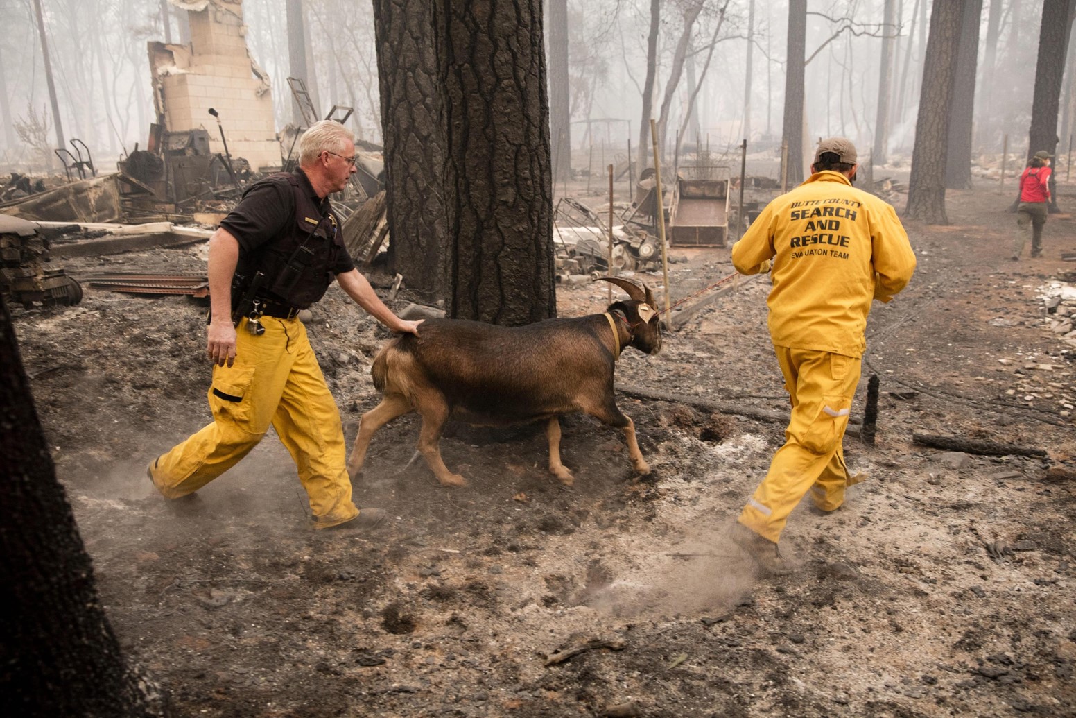 Il gruppo "Research and Rescue" mette al sicuro gli animali abbandonati dopo gli incendi (Contea di Butte, California)