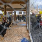 Sant’Antonio, una giornata piacevole oltre che una ricorrenza religiosa