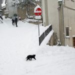 Un gatto attraversa la strada innevata a Rovere, in Abruzzo