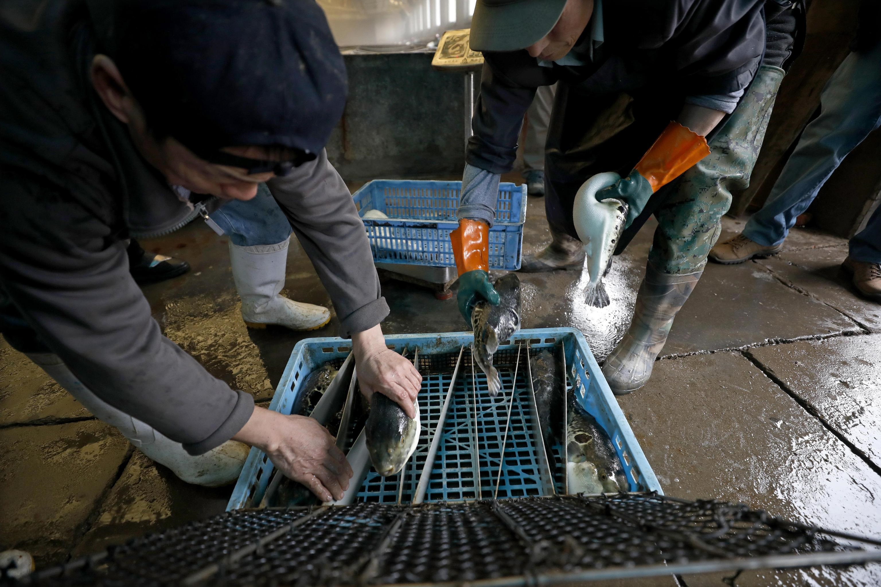 Il pescato è quasi pronto per essere inviato ai ristoranti