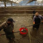 Il momento della pesca del pesce palla in una pescheria di Dalian Caofeidian, in Cina