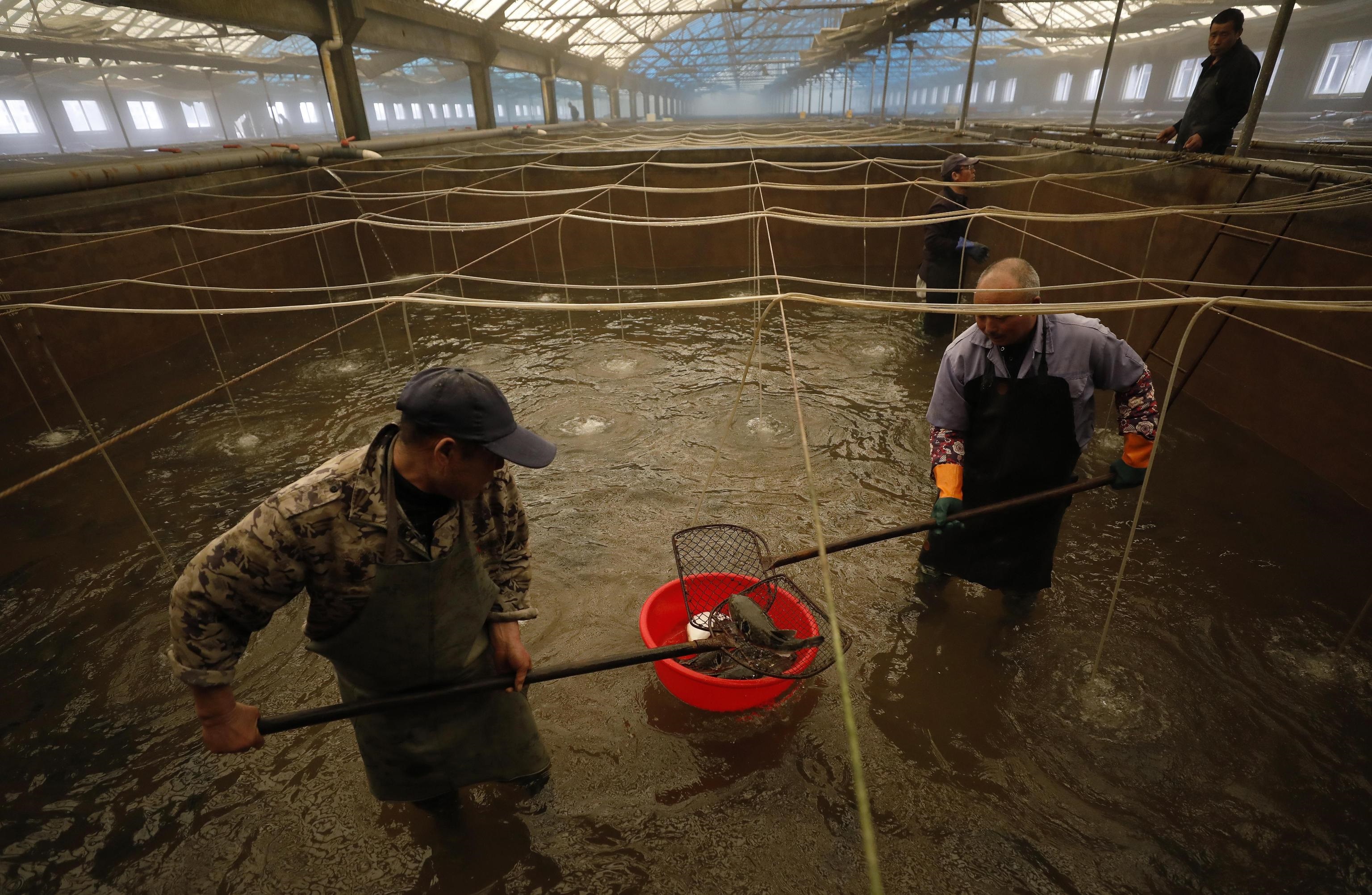 Il momento della pesca del pesce palla in una pescheria di Dalian Caofeidian, in Cina