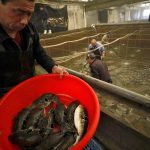 Un lavoratore mostra il pescato