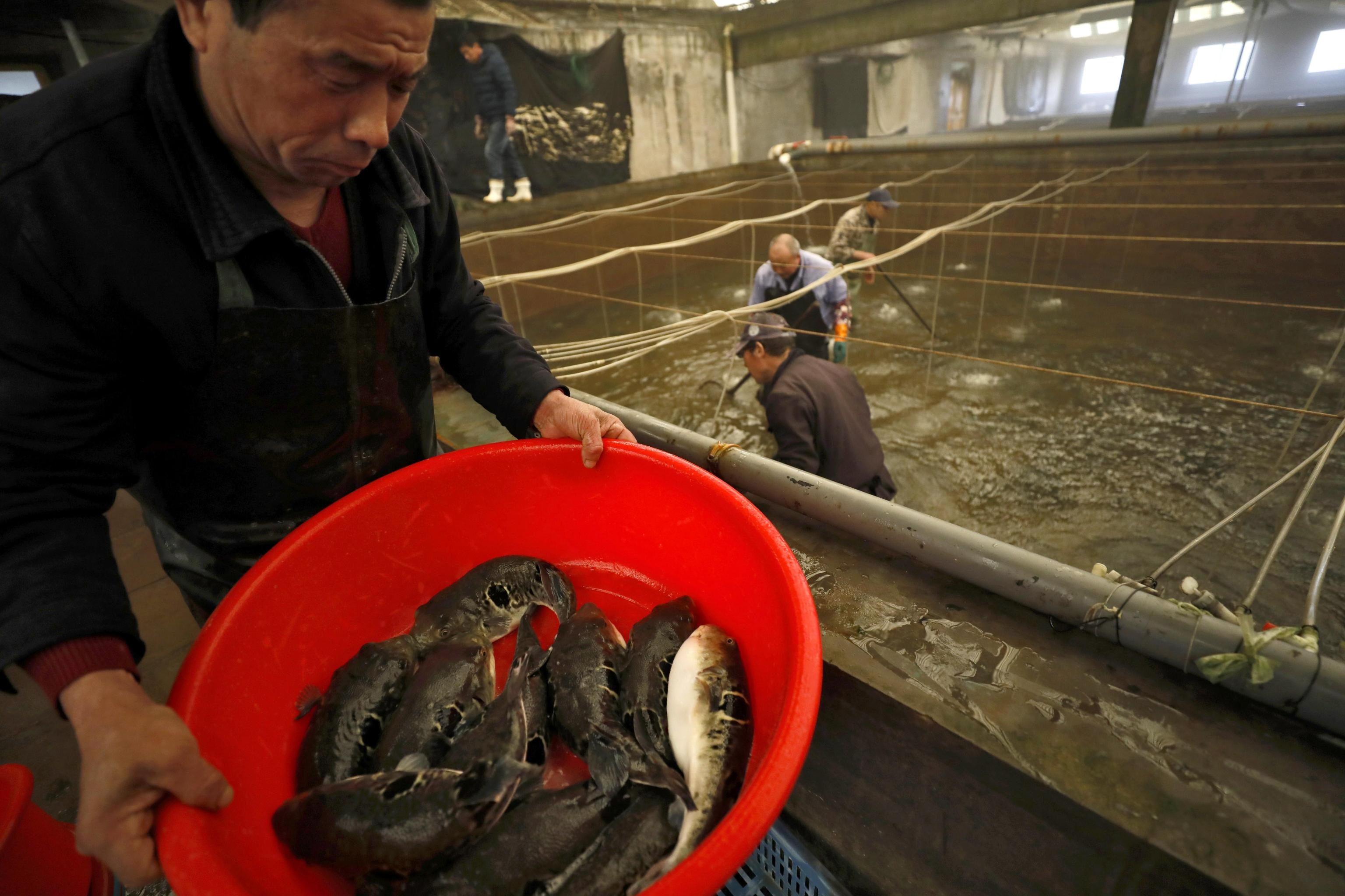 Un lavoratore mostra il pescato