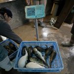 Il pesce viene pesato prima di essere venduto ai ristoranti di Beijing