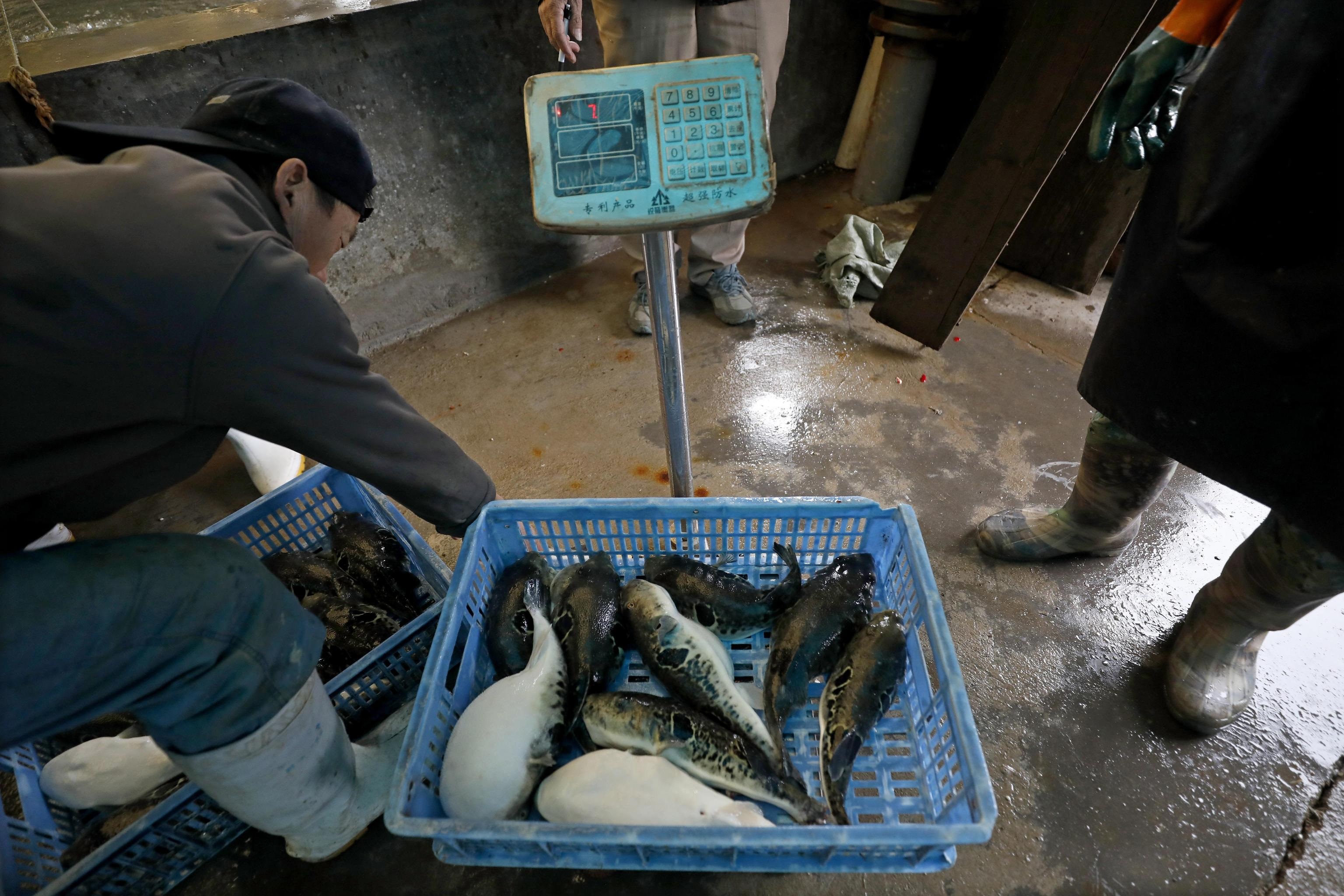 Il pesce viene pesato prima di essere venduto ai ristoranti di Beijing
