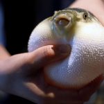 Un esemplare di pesce palla appena pescato nell'allevamento di Dalian Caofeidian