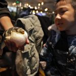 Un bambino guarda incuriosito un pesce palla appena consegnato in un ristorante