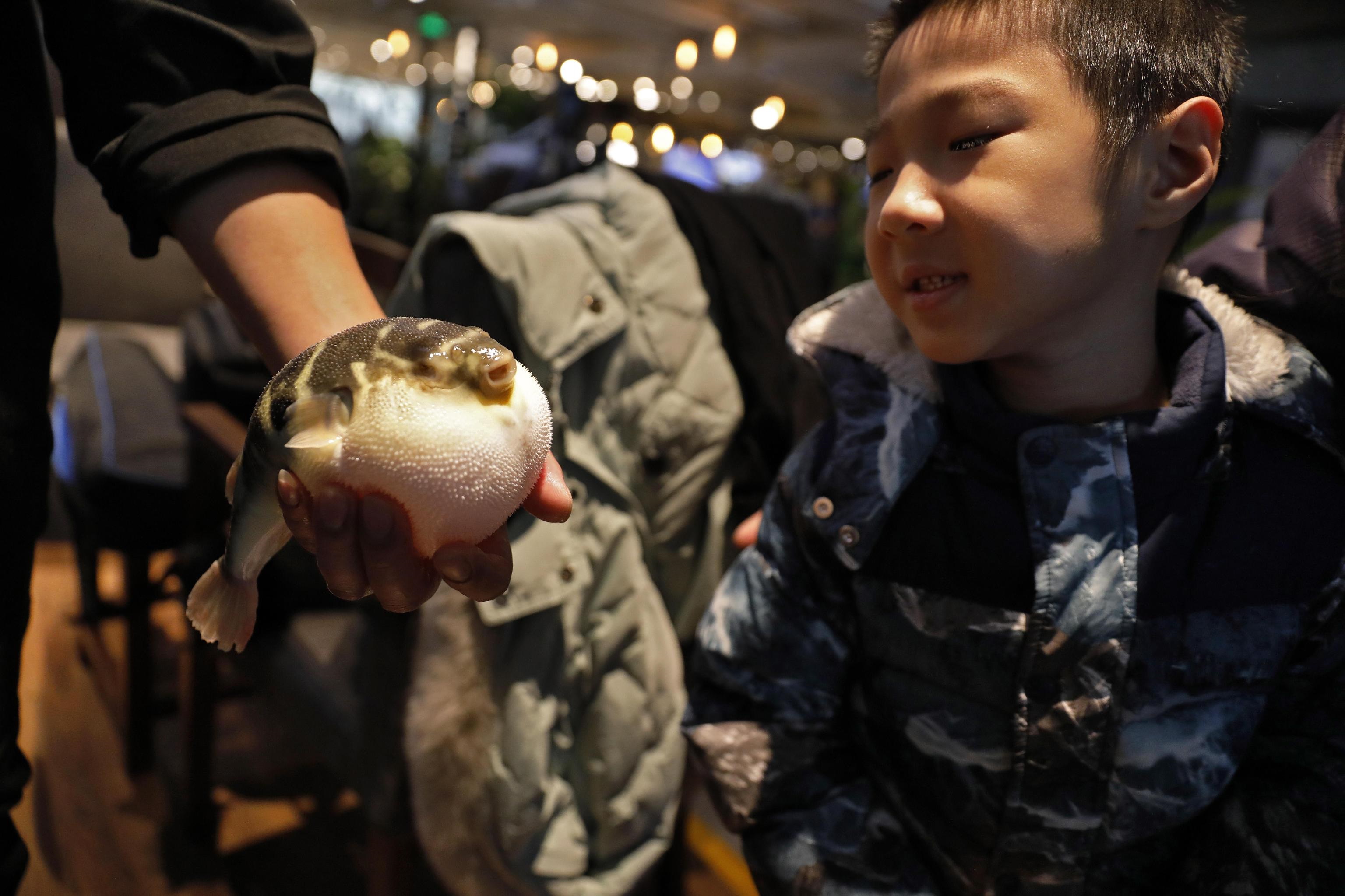 Un bambino guarda incuriosito un pesce palla appena consegnato in un ristorante