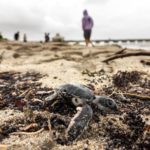 Il National Hurricane Center riporta che Dorian si trova a circa 160 chilometri dalle coste del sunshine State Il National Hurricane Center riporta che Dorian si trova a circa 160 chilometri dalle coste del sunshine State