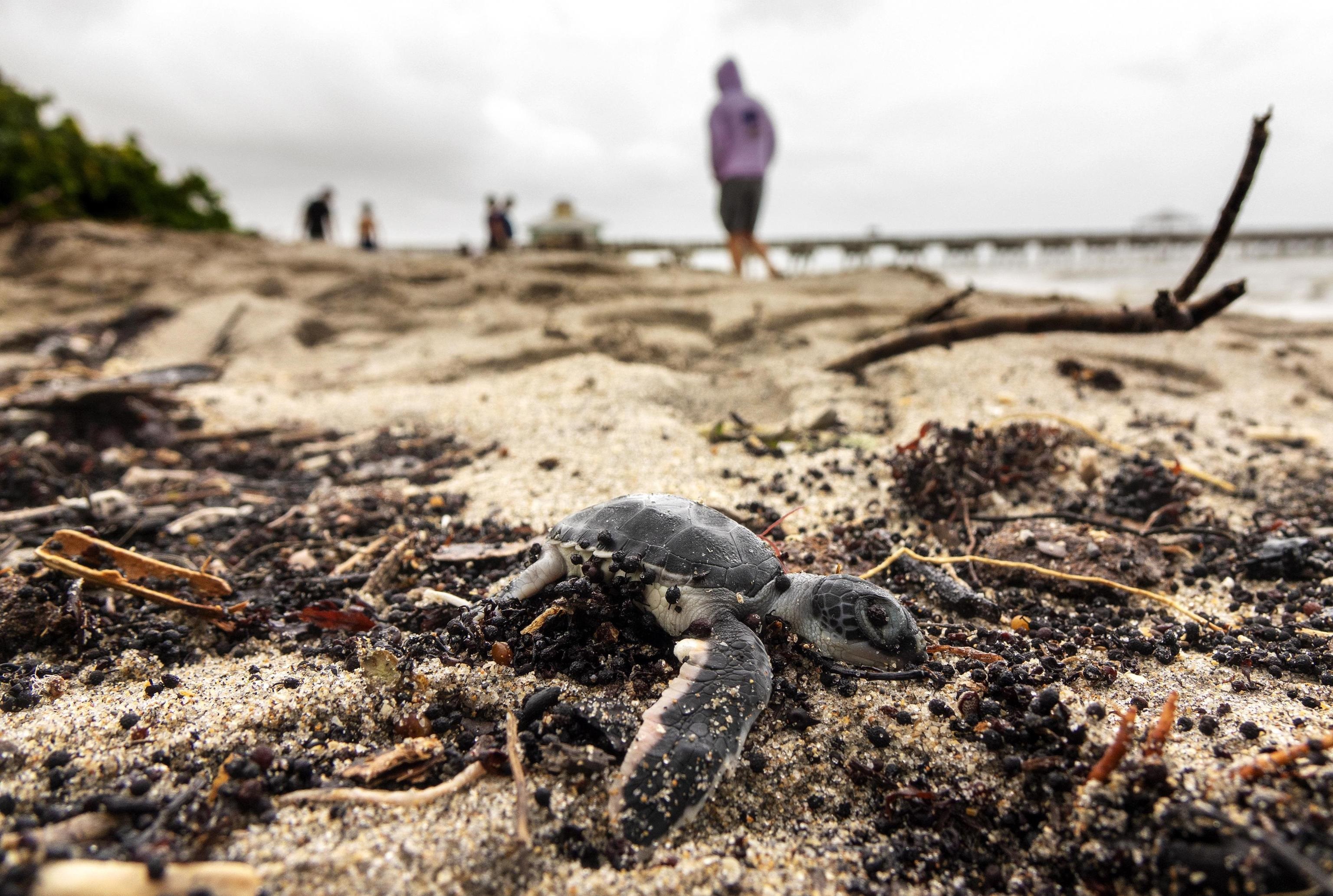 Il National Hurricane Center riporta che Dorian si trova a circa 160 chilometri dalle coste del sunshine State Il National Hurricane Center riporta che Dorian si trova a circa 160 chilometri dalle coste del sunshine State