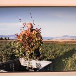 Un contadino che raccoglie pomodori