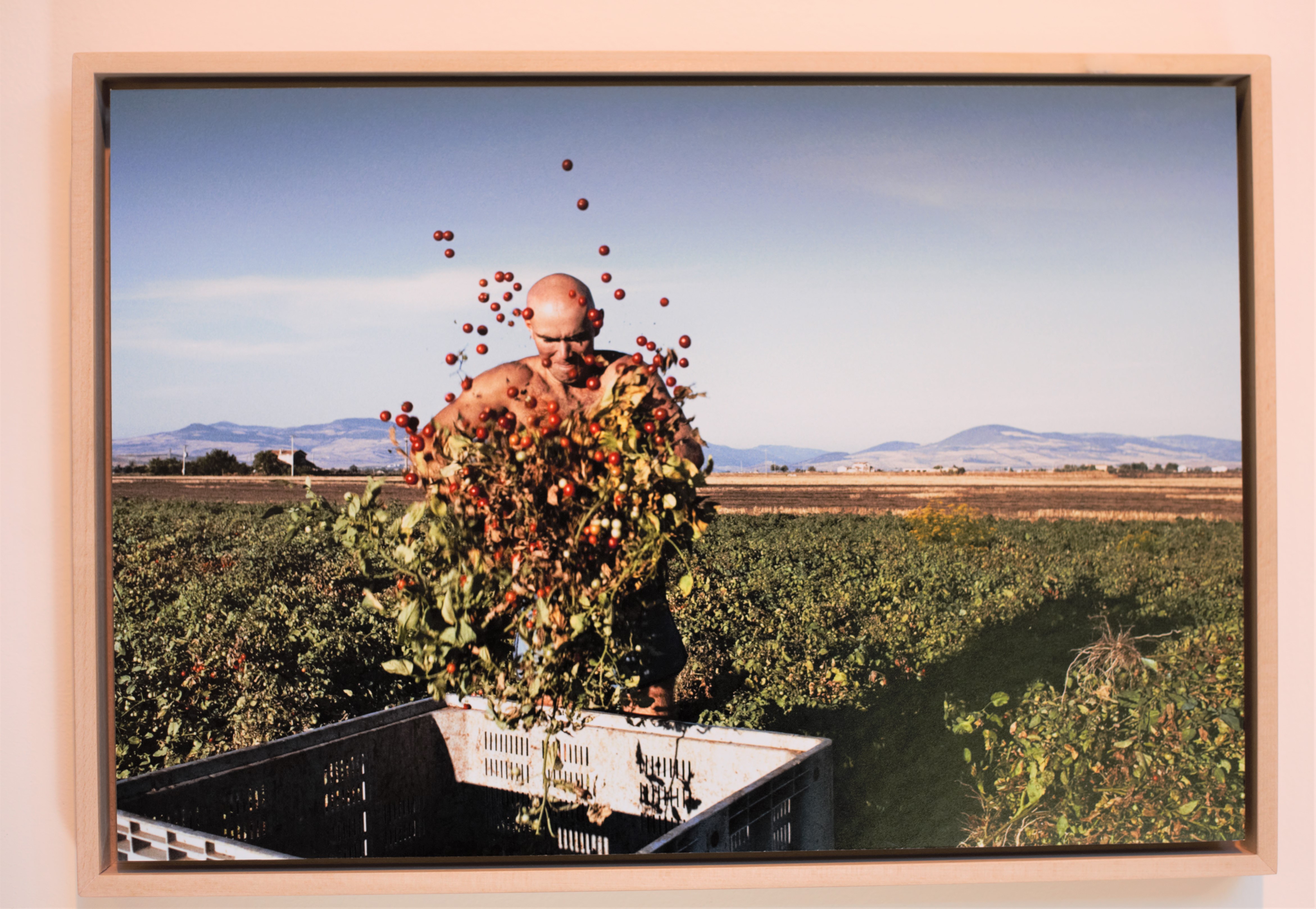 Un contadino che raccoglie pomodori