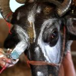 Un bufalo decorato nel secondo giorno dei festeggiamenti del Diwali, a Bhopal in India