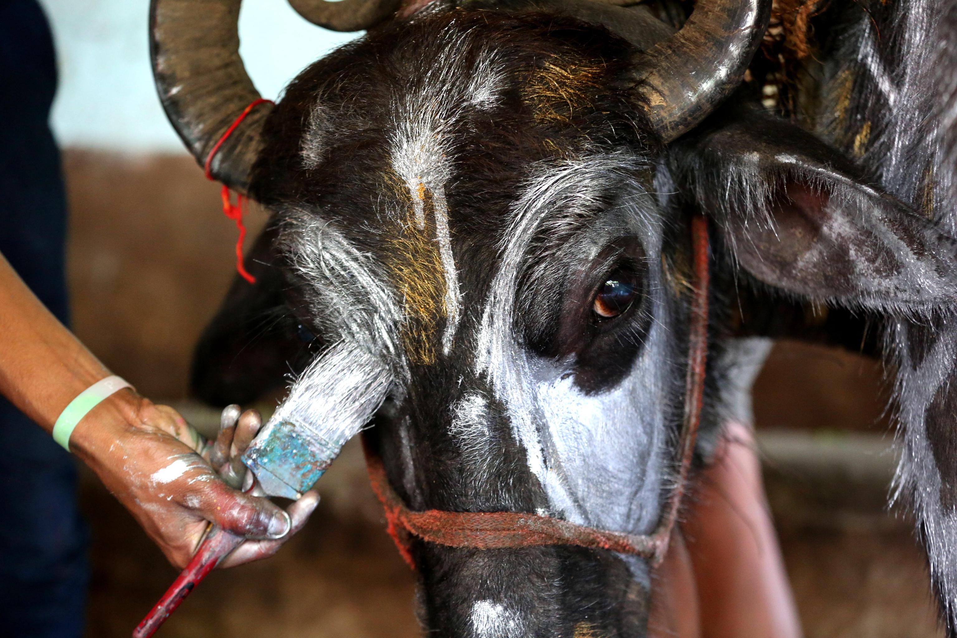 Un bufalo decorato nel secondo giorno dei festeggiamenti del Diwali, a Bhopal in India