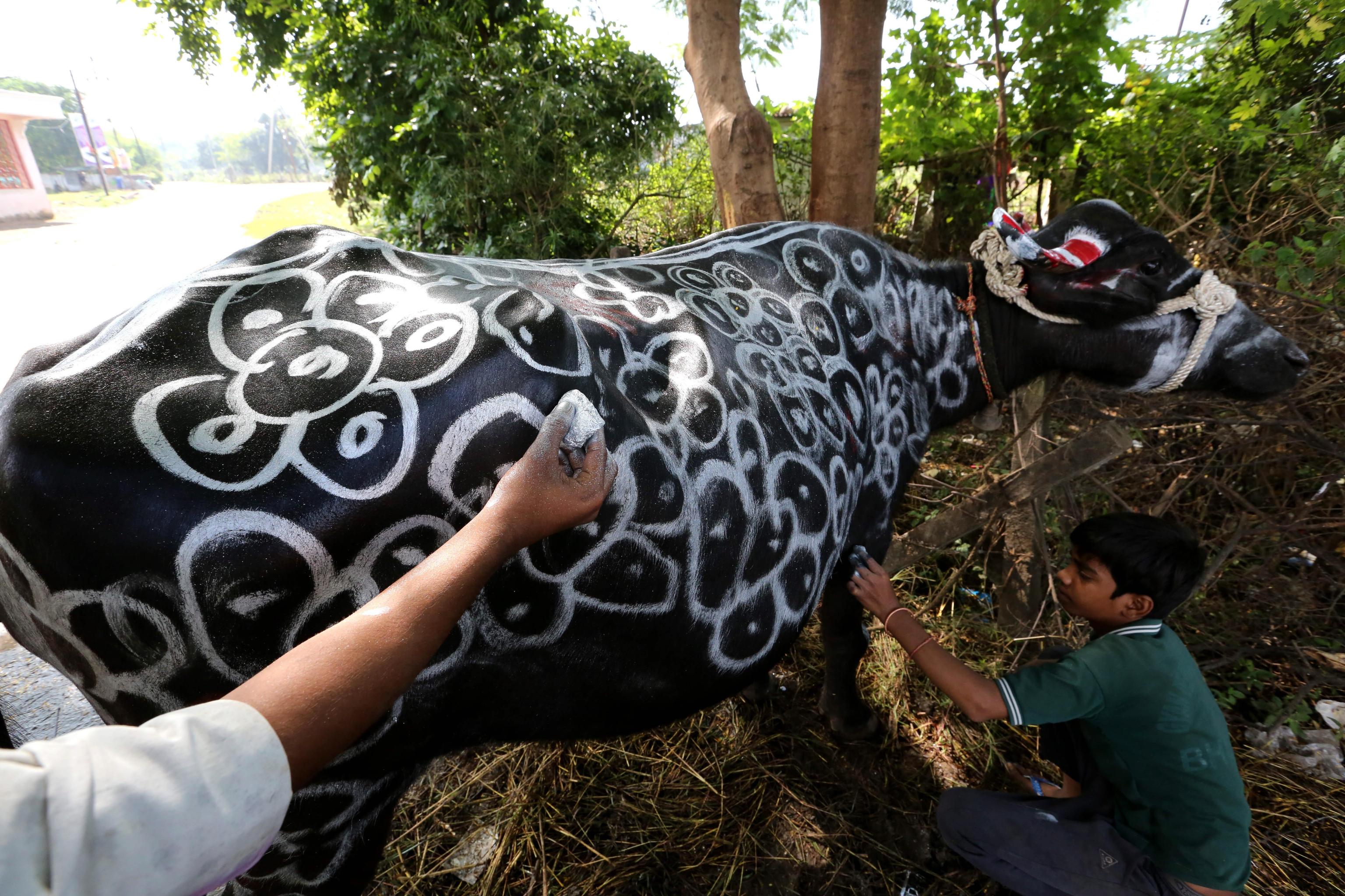 Un bufalo decorato in occasione del Diwali, a Bhopal in India.