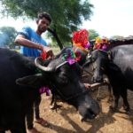 Un indiano decora un bufalo durante i festeggiamenti del Diwali, a Bhopal in India