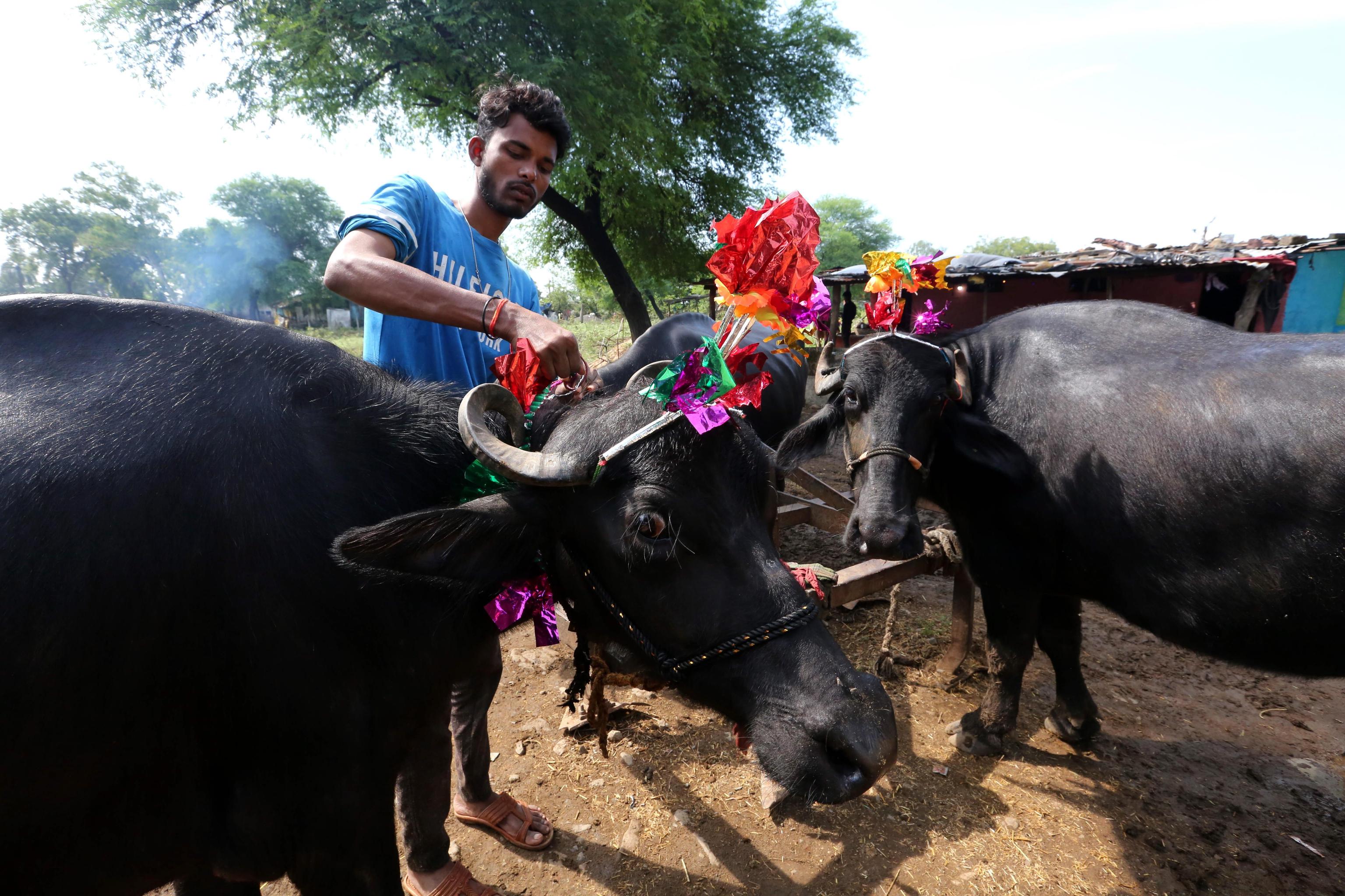 Un indiano decora un bufalo durante i festeggiamenti del Diwali, a Bhopal in India
