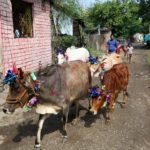 Mucche decorate durante i festeggiamenti del Diwali, a Bhopal in India