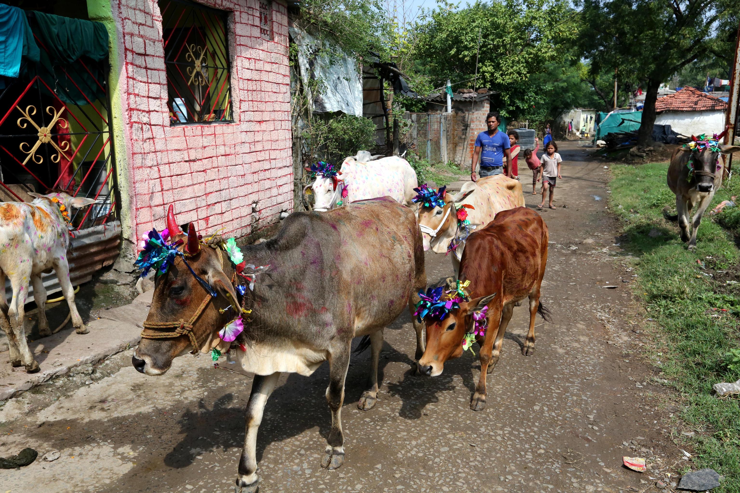 Mucche decorate durante i festeggiamenti del Diwali, a Bhopal in India