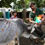 Un indiano decora una mucca in occasione del Diwali, a Bhopal in India