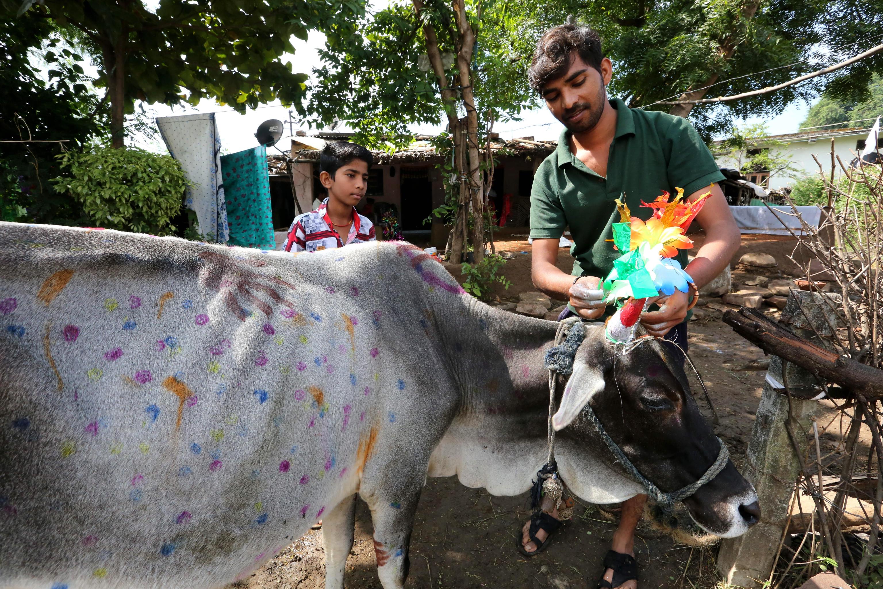 Un indiano decora una mucca in occasione del Diwali, a Bhopal in India