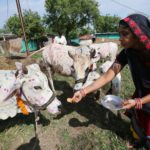 Una donna indiana decora delle mucche durante i festeggiamenti del Diwali, a Bhopal in India