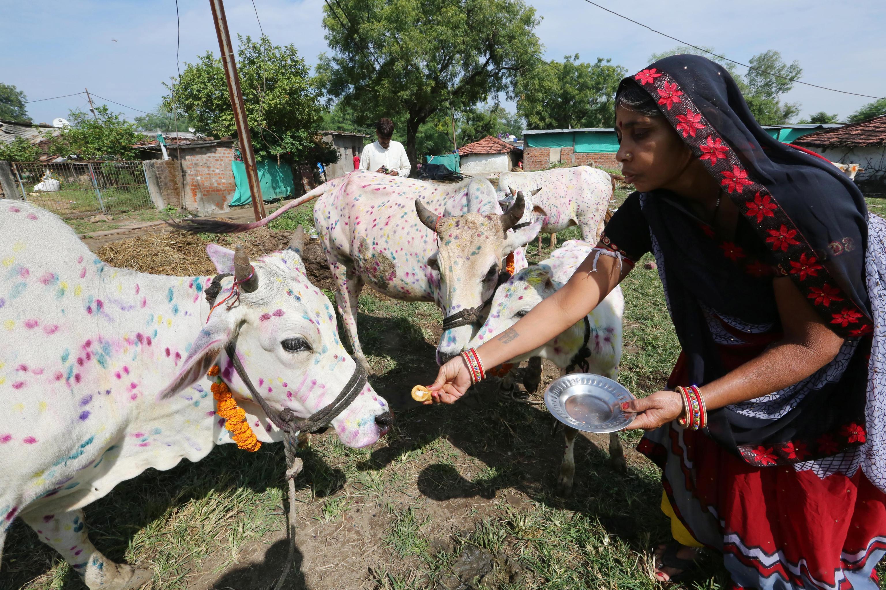 Una donna indiana decora delle mucche durante i festeggiamenti del Diwali, a Bhopal in India