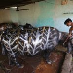 Bufali decorati da un ragazzo indiano in occasione del Diwali, a Bhopal in India