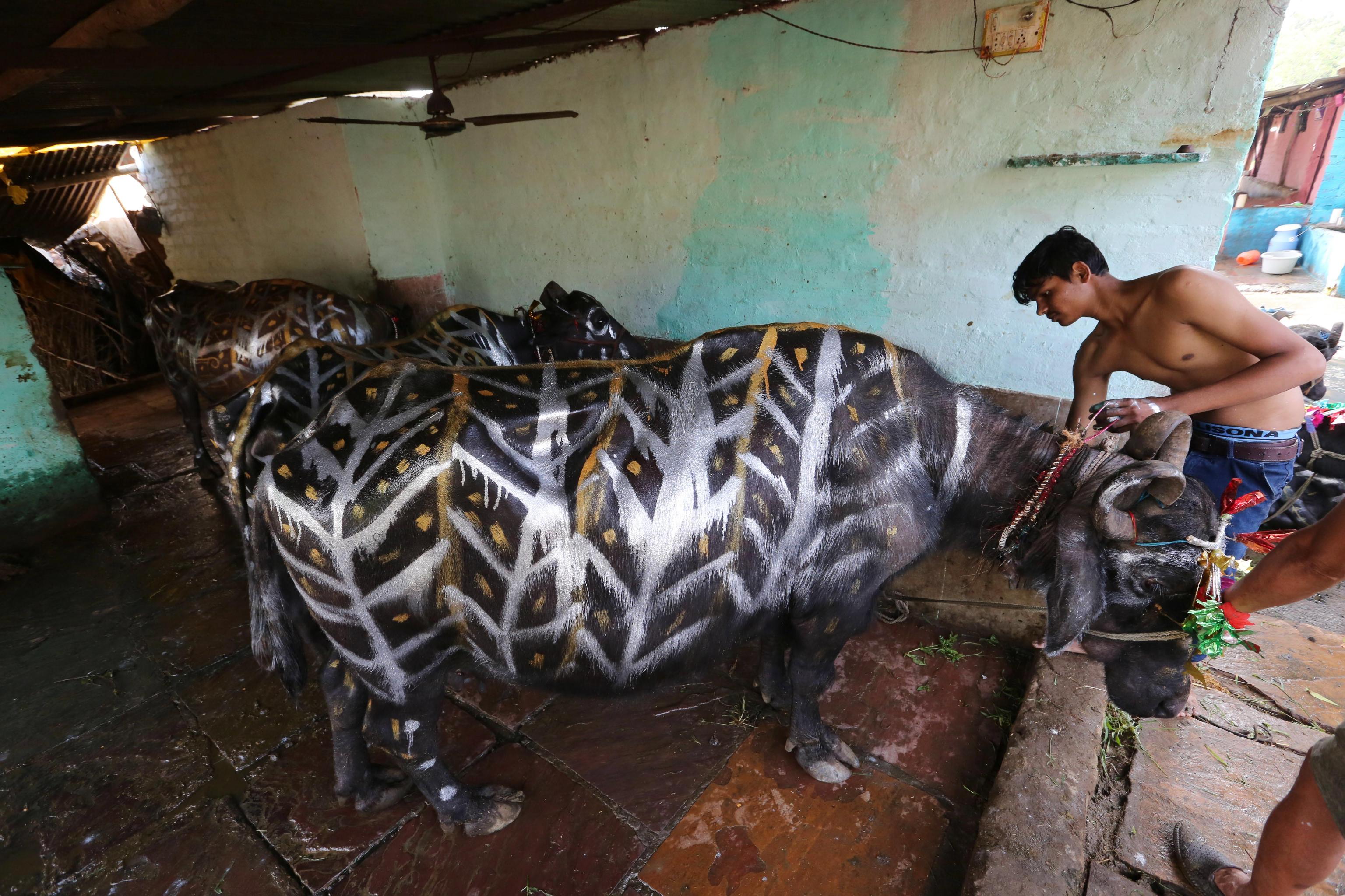 Bufali decorati da un ragazzo indiano in occasione del Diwali, a Bhopal in India