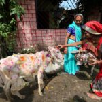 Una mucca decorata da una donna indiana, durante i festeggiamenti del Diwali