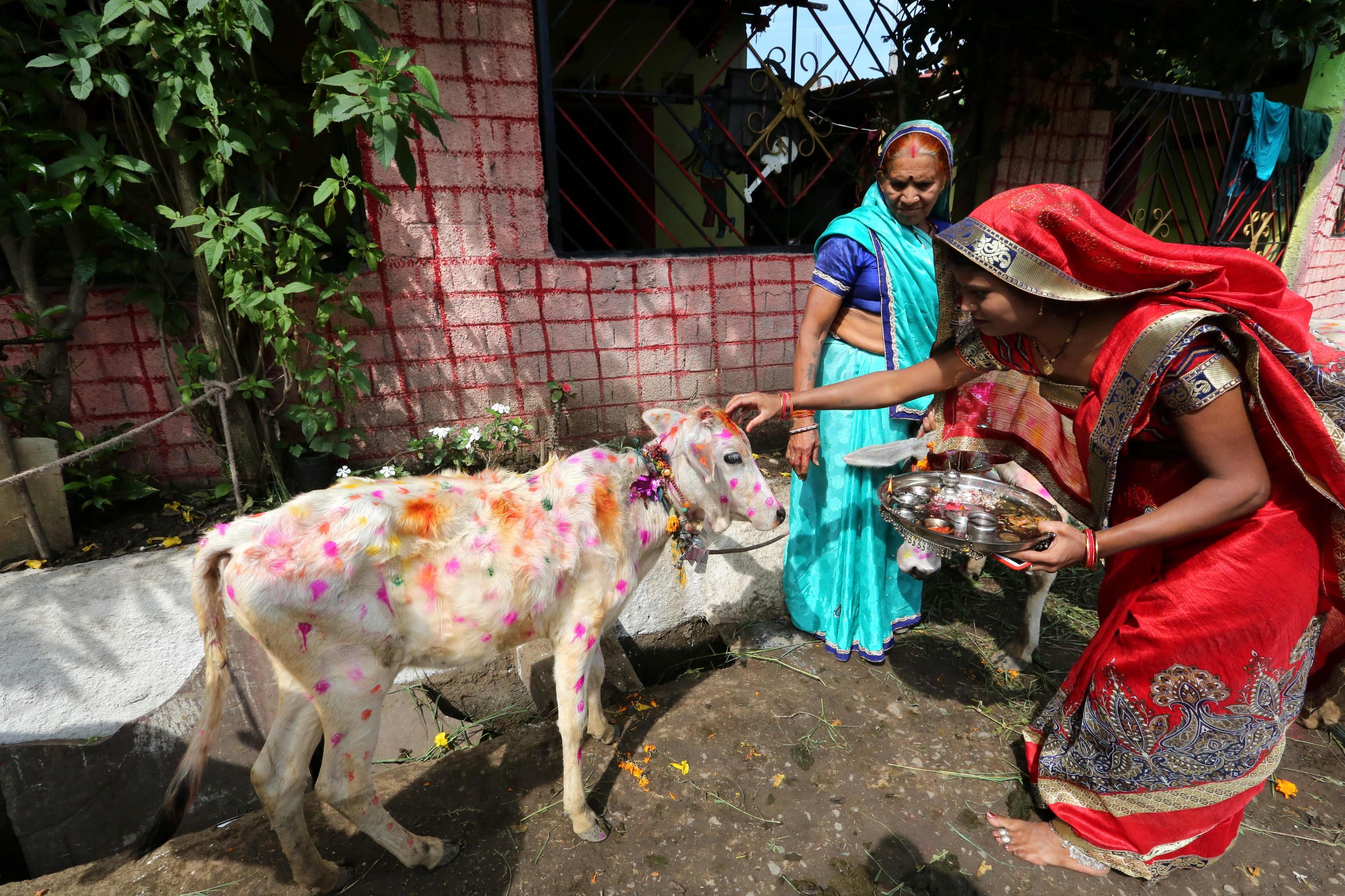 Una mucca decorata da una donna indiana, durante i festeggiamenti del Diwali